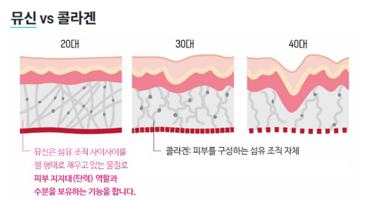 뮤신 콜라겐 효능 분석 달팽이 크림 효과 부작용