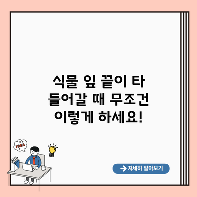 식물 잎 끝이 타 들어갈 때 무조건 이렇게 하세요!